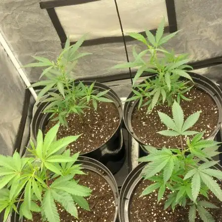 Lets grow some cuts