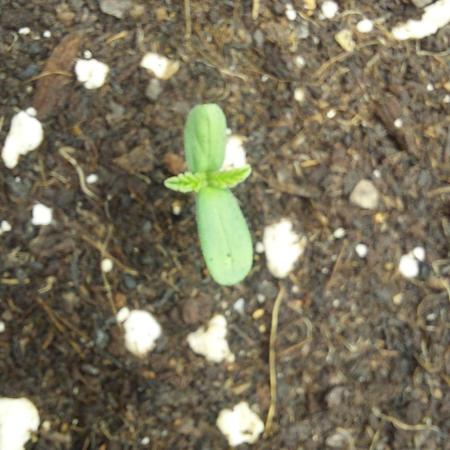 Sensi Seeds x Champelli