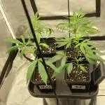 Lets grow some cuts