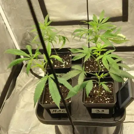 Lets grow some cuts