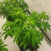 Sensi Seeds x Serge Cannabis