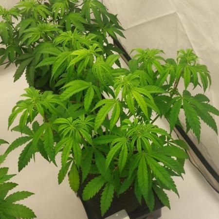 Sensi Seeds x Serge Cannabis