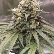Garlic Gas sensi seeds