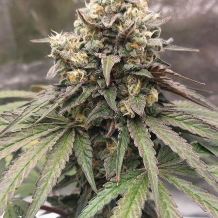 Garlic Gas sensi seeds