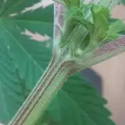 Sensi Seeds x Champelli