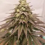 Hindu Z Valley from Phenomenon Genetics