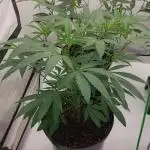 Lets grow some cuts