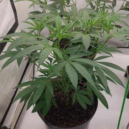 Lets grow some cuts
