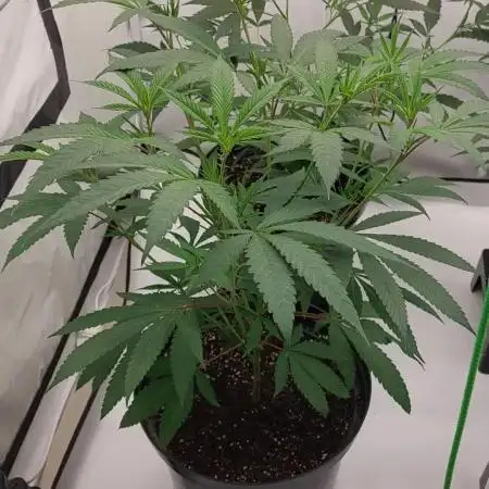 Lets grow some cuts
