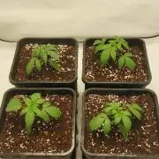 Super Blueberry Cherry