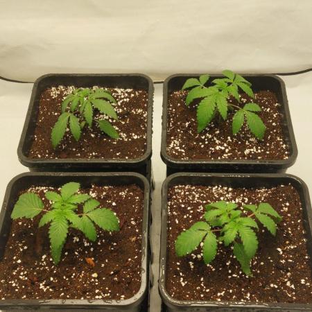 Super Blueberry Cherry
