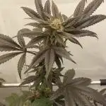 Strawberry Skrilla Cut