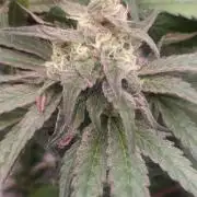 Garlic Gas sensi seeds