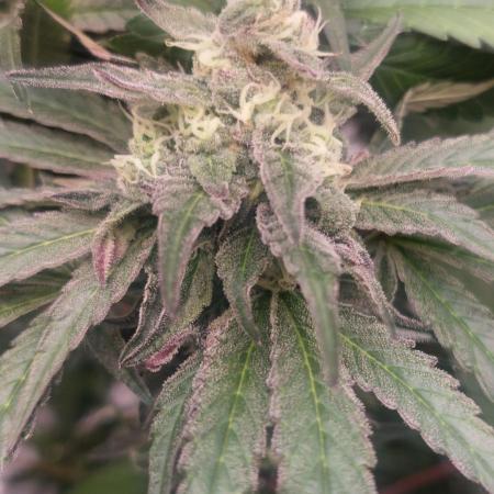 Garlic Gas sensi seeds