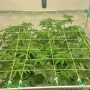 Super Blueberry Cherry