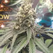 Garlic Gas sensi seeds