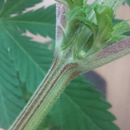 Sensi Seeds x Champelli