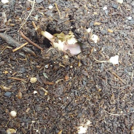 Sensi Seeds x Serge Cannabis