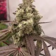Garlic Gas sensi seeds