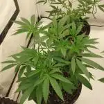 Lets grow some cuts