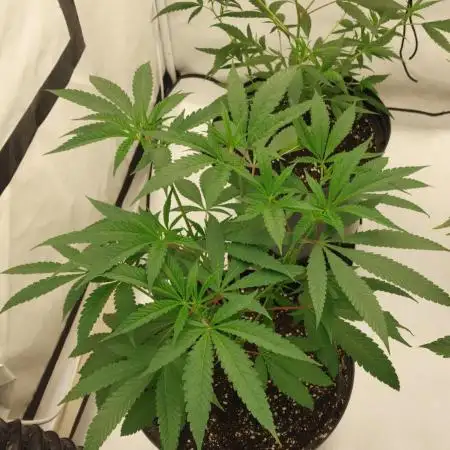 Lets grow some cuts