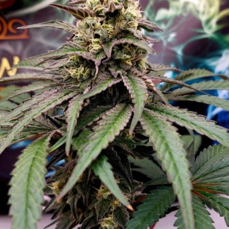 Garlic Gas sensi seeds