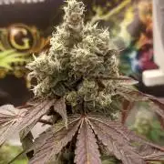Garlic Gas sensi seeds
