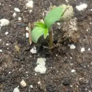 Super Blueberry Cherry
