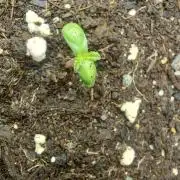 Sensi Seeds x Champelli