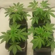 Super Blueberry Cherry