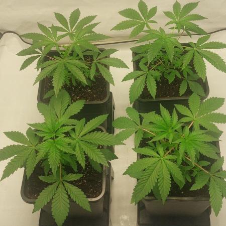 Super Blueberry Cherry