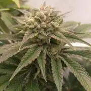 Hindu Z Valley from Phenomenon Genetics