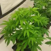 Sensi Seeds x Serge Cannabis