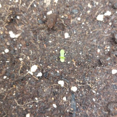 Sensi Seeds x Serge Cannabis