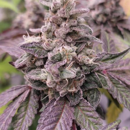 Garlic Gas sensi seeds