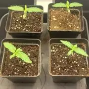 Super Blueberry Cherry