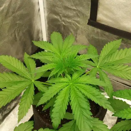 Sensi Seeds x Serge Cannabis
