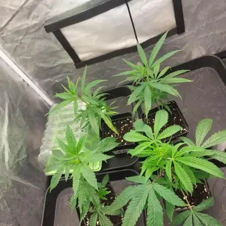 Lets grow some cuts