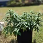Smoking_Joe_Frasier’s Natural Grow Diary – Fast Buds Outdoor Contest 2025