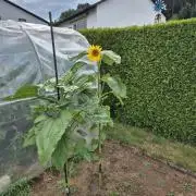 Outdoor Fastbuds grow 2026