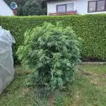 German Outdoor Grow Dutch Passion Photos