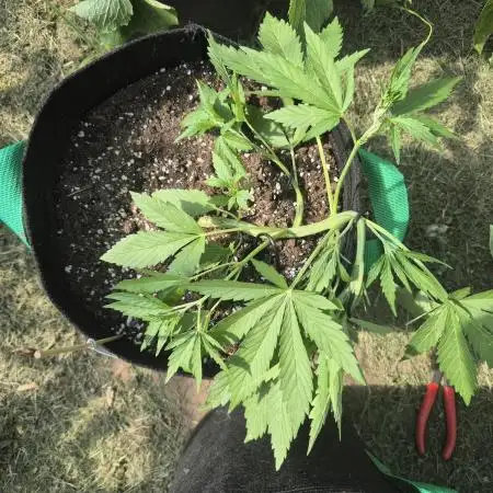 Smoking_Joe_Frasier’s Natural Grow Diary – Fast Buds Outdoor Contest 2025