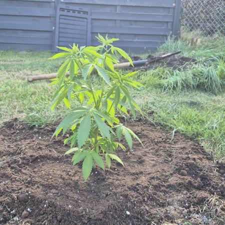 German Outdoor Grow Dutch Passion Photos