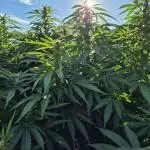 German Outdoor Grow Dutch Passion Photos