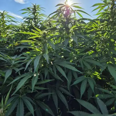 German Outdoor Grow Dutch Passion Photos