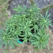 Outdoor Fastbuds grow 2026