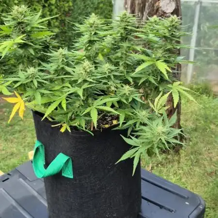 Smoking_Joe_Frasier’s Natural Grow Diary – Fast Buds Outdoor Contest 2025