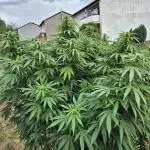 German Outdoor Grow Dutch Passion Photos
