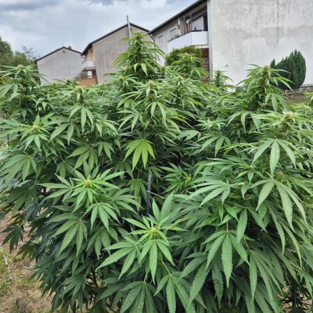 German Outdoor Grow Dutch Passion Photos