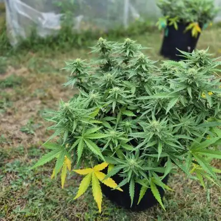 Smoking_Joe_Frasier’s Natural Grow Diary – Fast Buds Outdoor Contest 2025